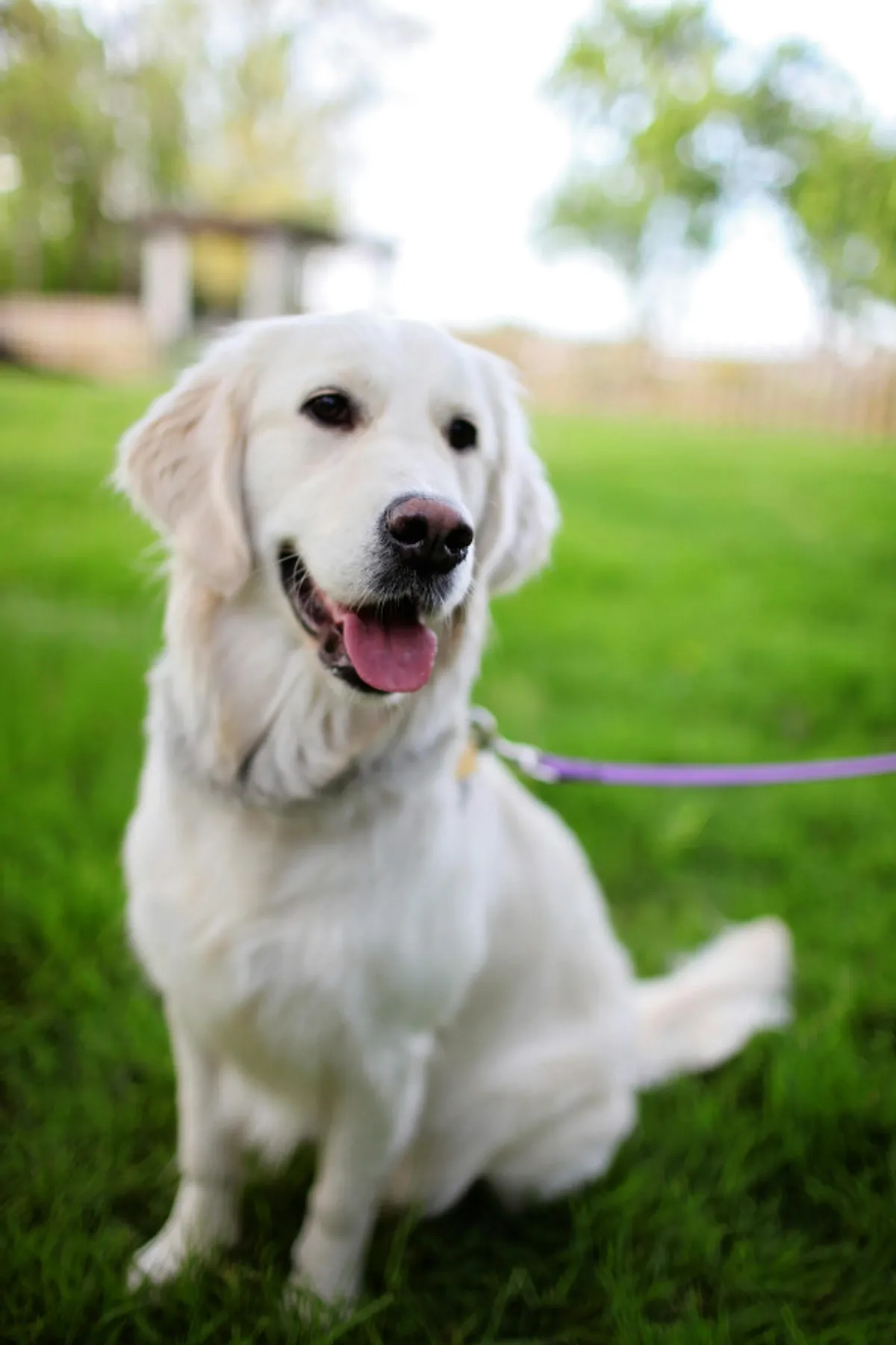 A playful golden retriever sits on a green lawn, attached to a leash, enjoying the outdoors. The area is spacious and pet-friendly, with fresh grass and open sky.